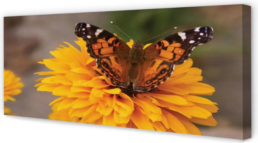 Obraz na płótnie Kolorowy Motyl i Kwiat