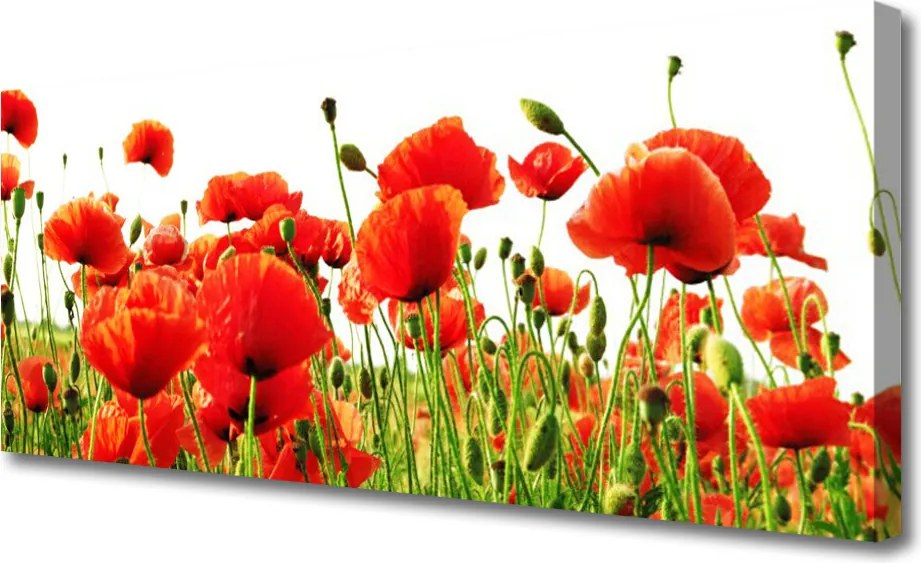 Fotoobraz na płótnie Dzika Łąka Makowa