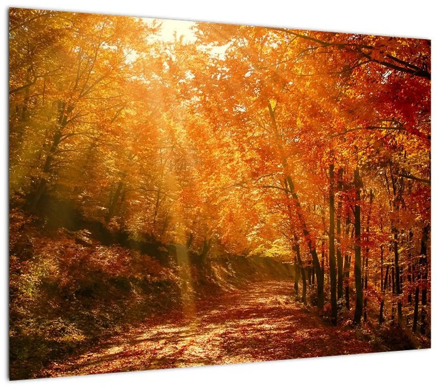 Obraz na szkle jesiennego lasu (70x50 cm)