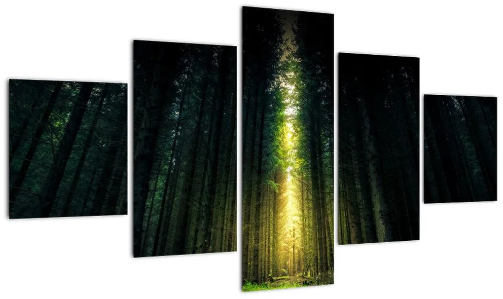 Obraz ciemnego lasu (125x70 cm)