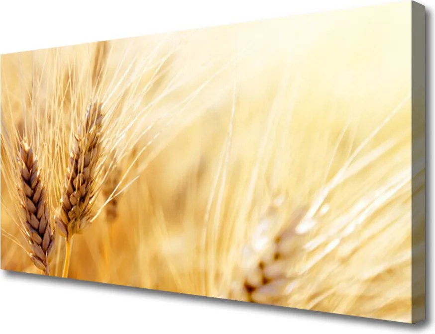 Zdjęcie na płótnie Złociste Łany Pszenicy