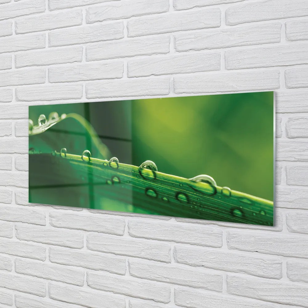 Panel szklany do Kuchni Źdźbło Trawy z Kroplą Rosy