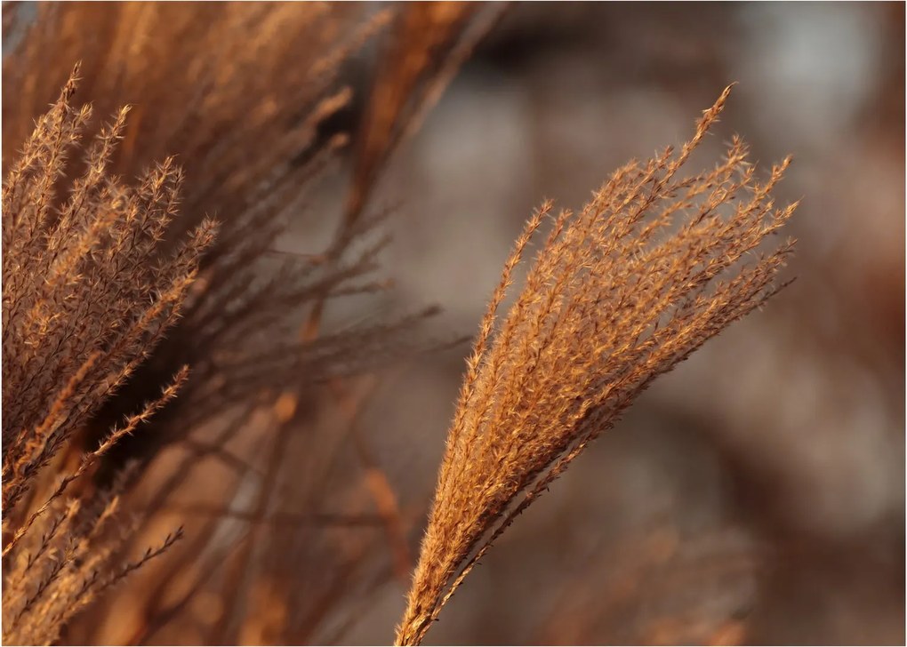 Obraz - Kortaderia (70x50 cm)