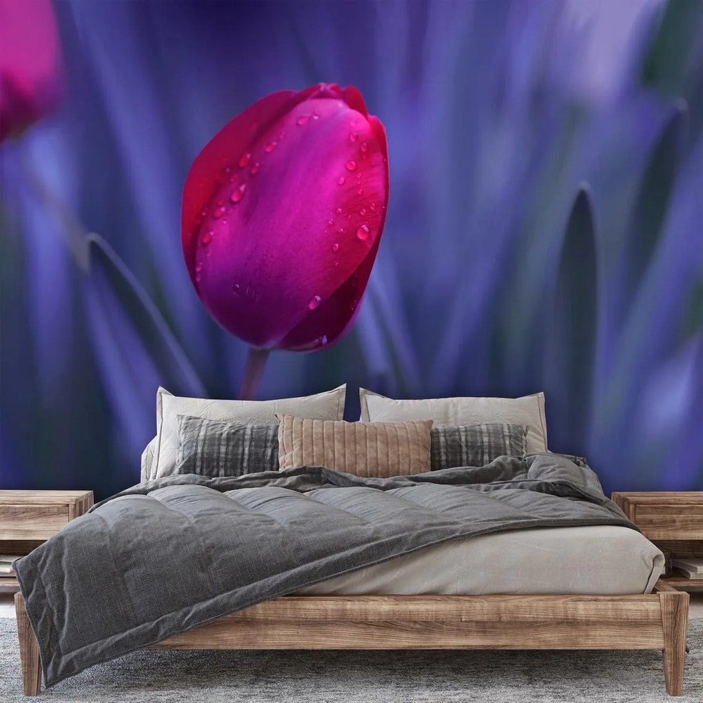 Fototapeta - Tulipan (196x136 cm)