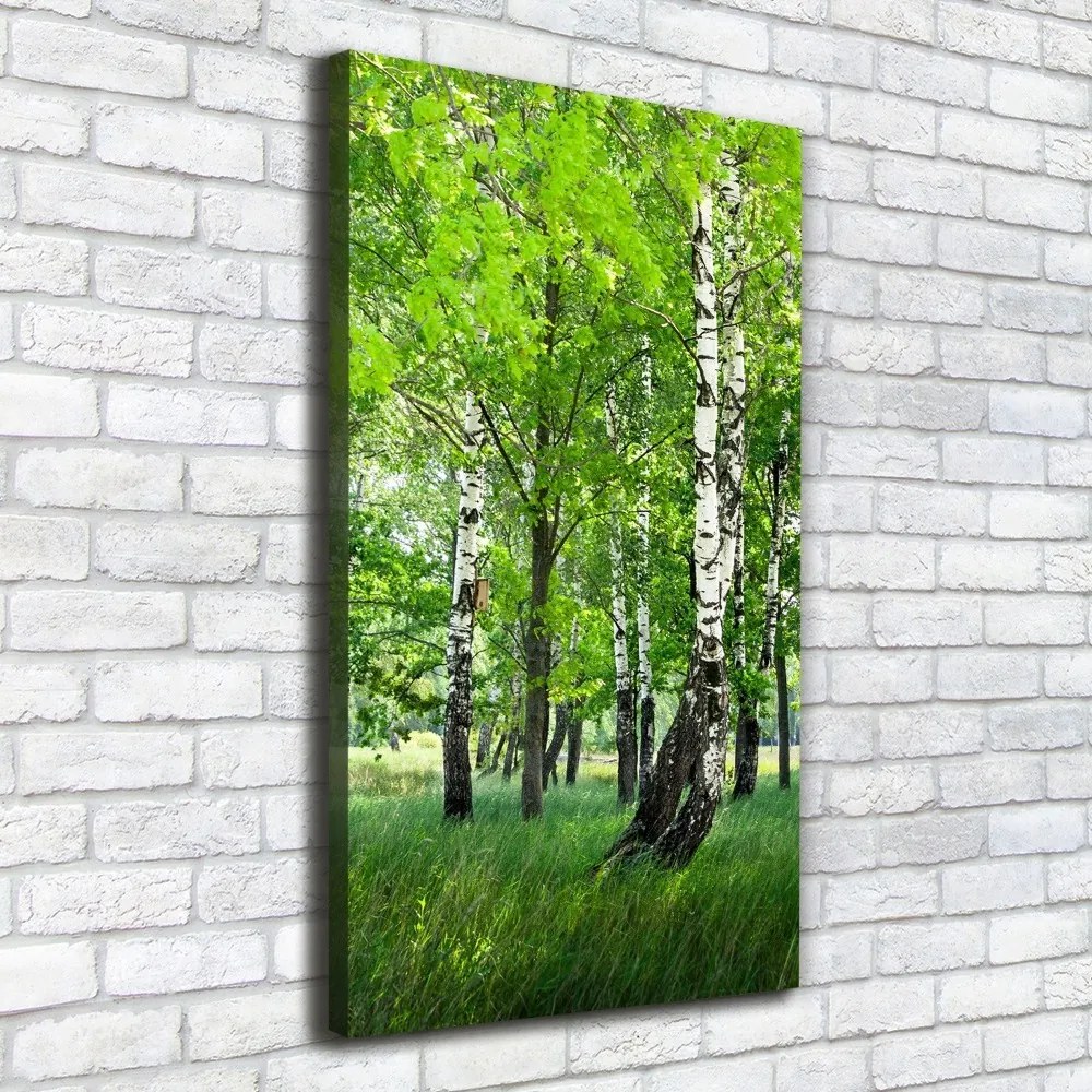 Foto obraz canvas pionowy Las brzozowy