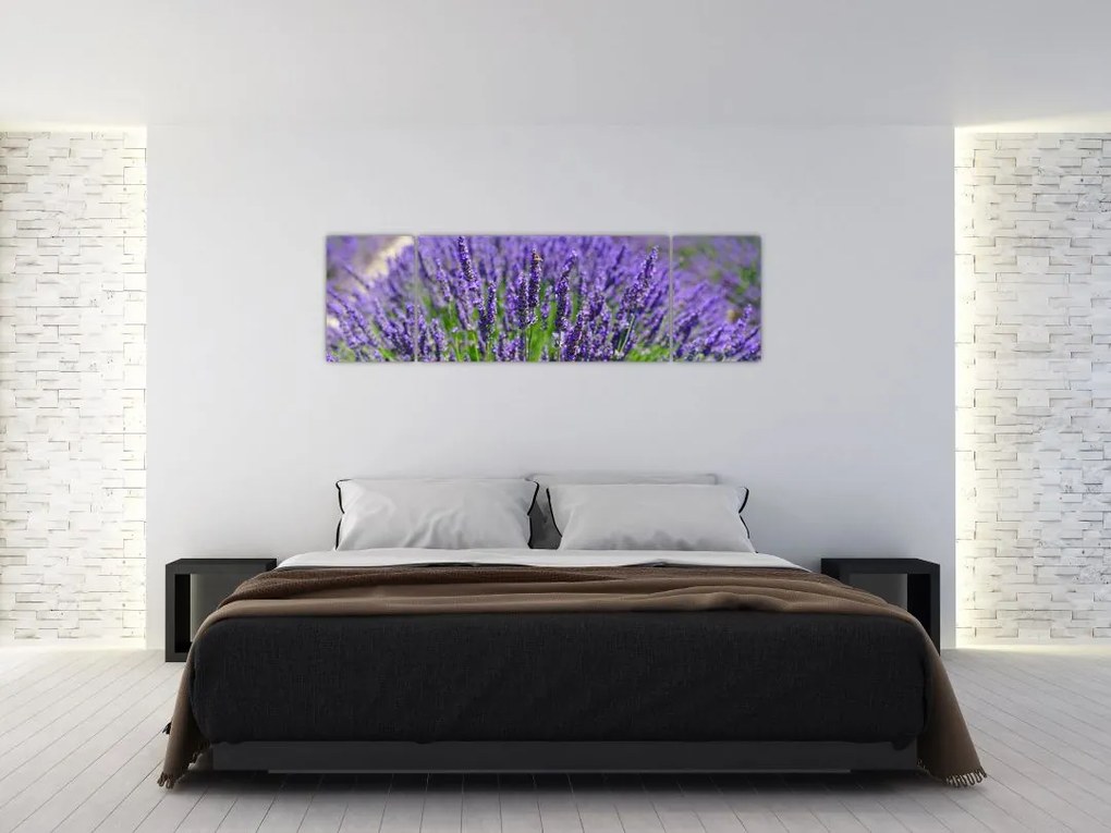 Obraz - lawenda (170x50 cm)