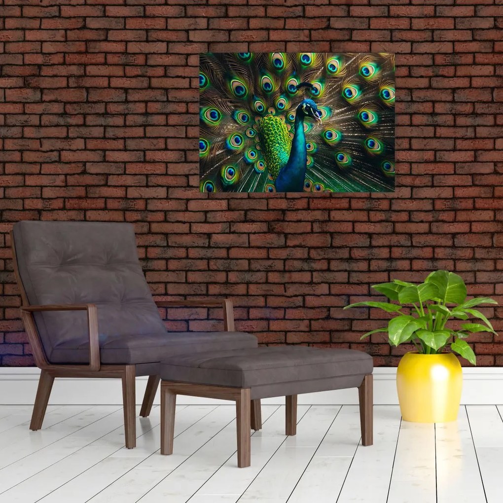 Obraz – Paw (70x50 cm)