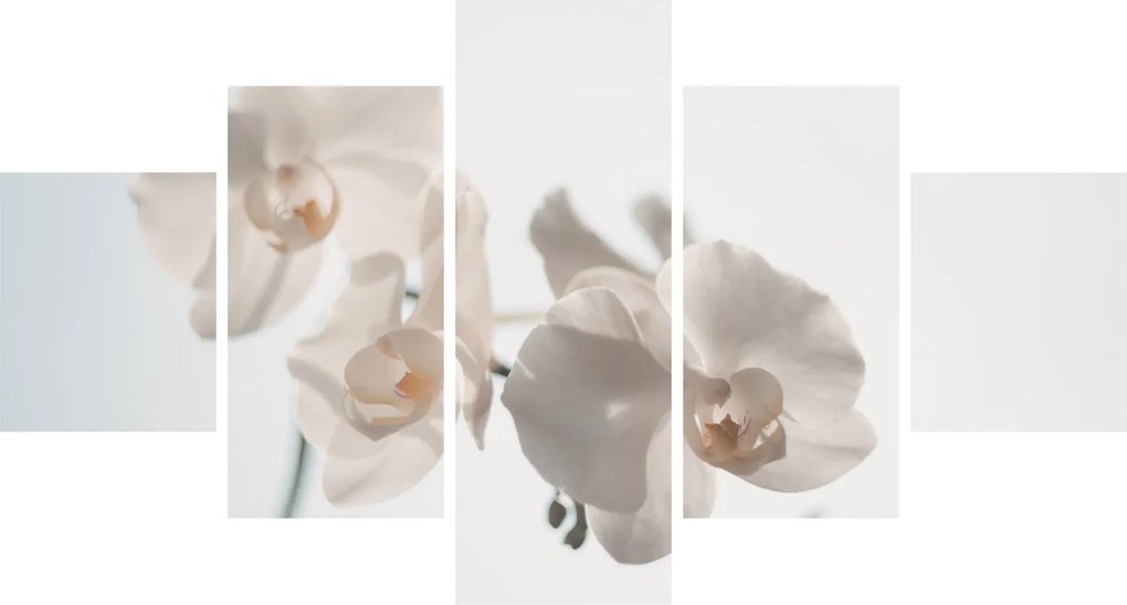 Obraz białej orchidei (125x70 cm)