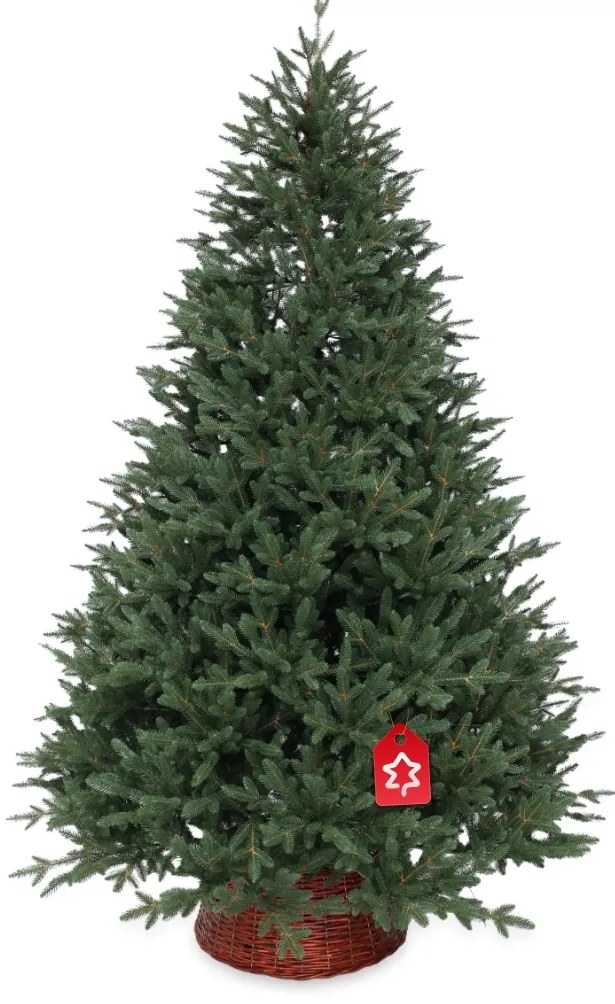 Świerk kanadyjski 100% 210 cm