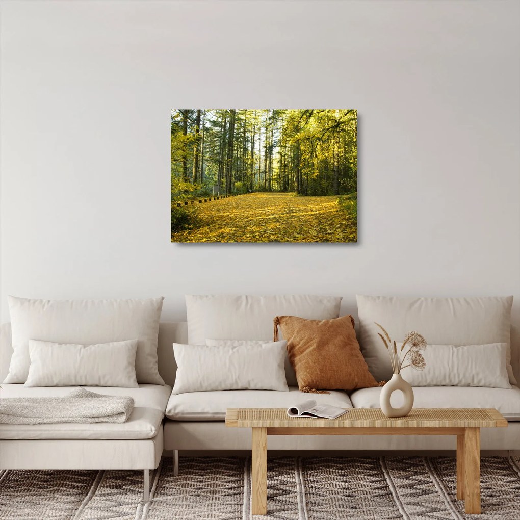 Obraz na szkle - las jesienią (70x50 cm)