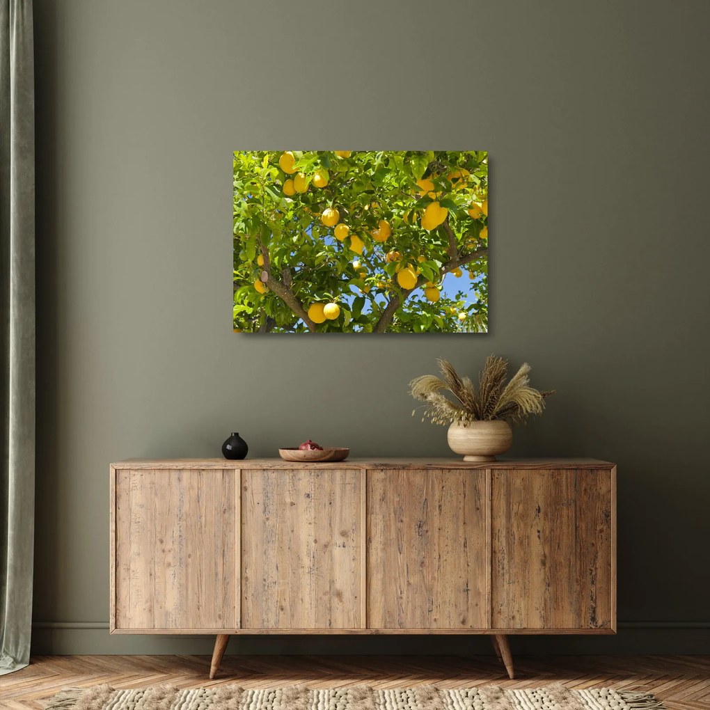 Obraz na szkle - Drzewo cytrynowe (70x50 cm)