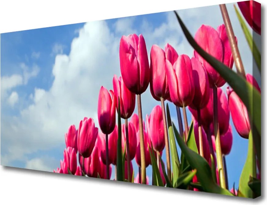 Zdjęcie na płótnie Elegancki Czerwony Tulipan