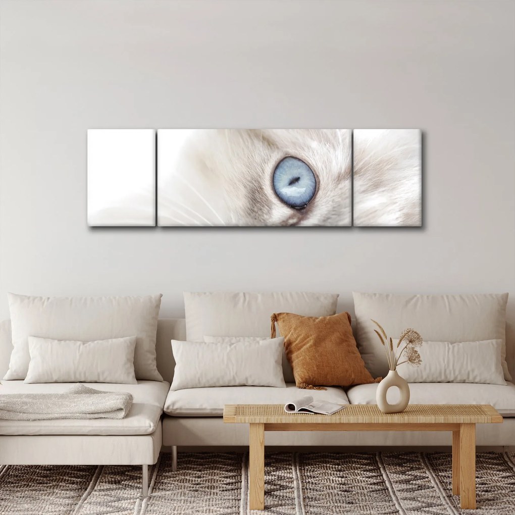 Obraz - Kot z niebieskimi oczami (170x50 cm)