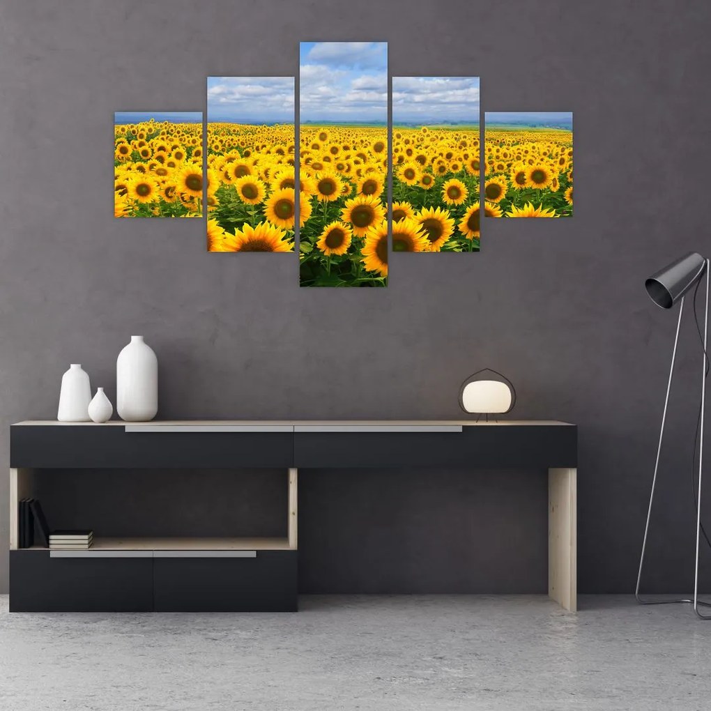 Obraz pola słoneczników (125x70 cm)