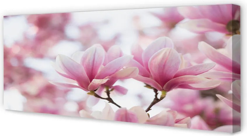 Fotoobraz na płótnie Drzewa Magnolii