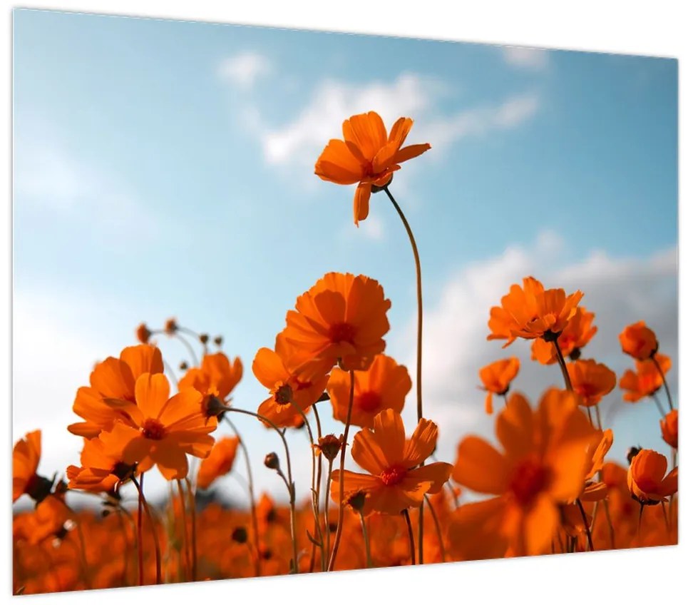 Obraz - Łąkowe kwiaty (70x50 cm)