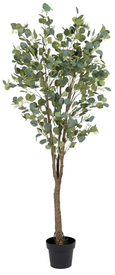 Sztuczny eukaliptus (wysokość 173 cm) Eucalyptus – Ixia