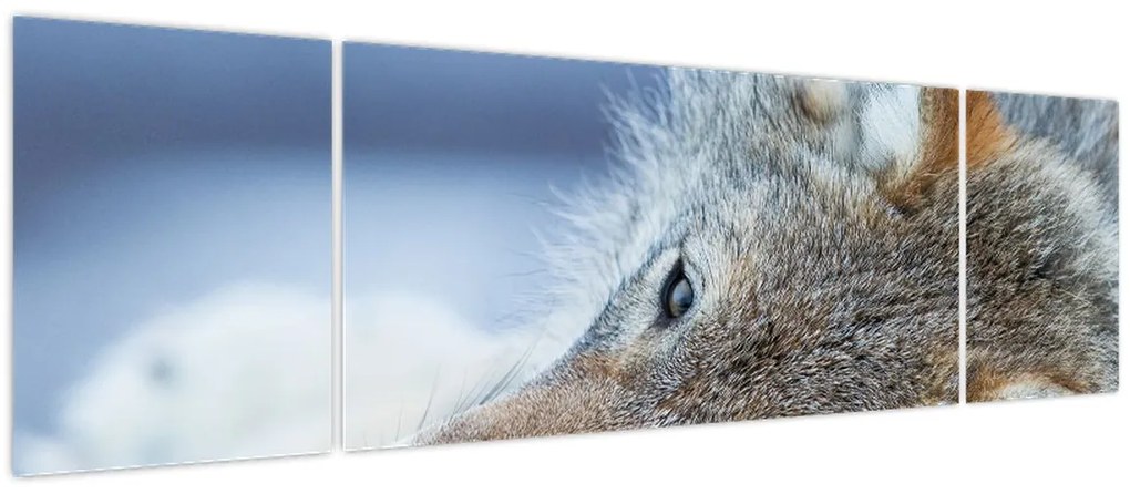 Obraz - Wilk (170x50 cm)