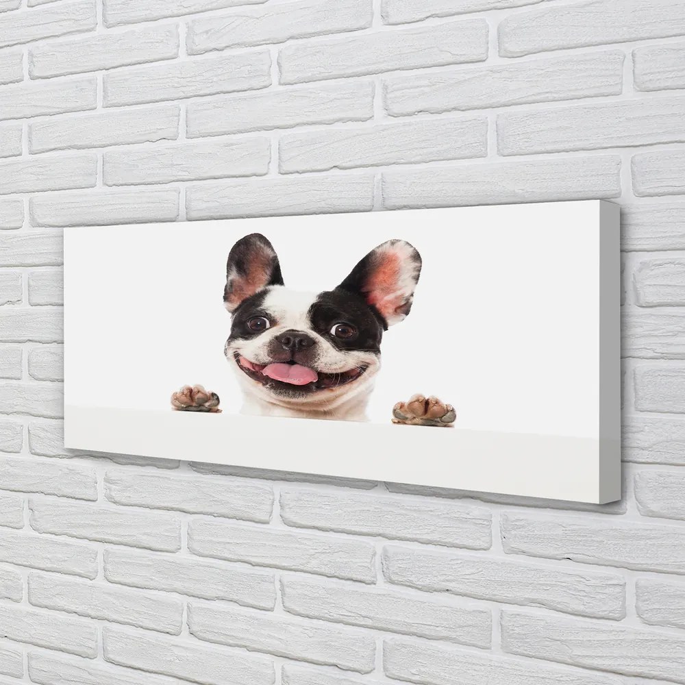 Obraz drukowany na płótnie Portret Psa