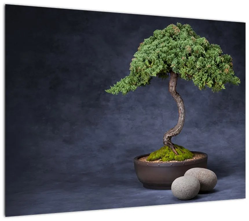 Obraz na szkle - Bonsai (70x50 cm)