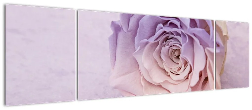 Obraz szczegółu kwiatu róży (170x50 cm)