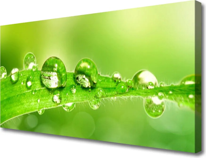 Obraz canvas Perlista Rosa na Zielonym Liściu