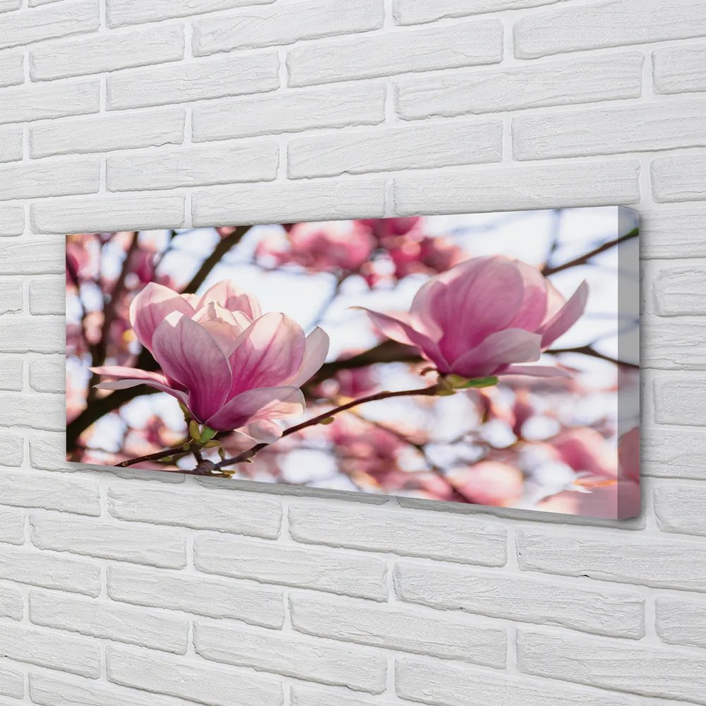 Duży obraz na płótnie Drzewa Magnolii