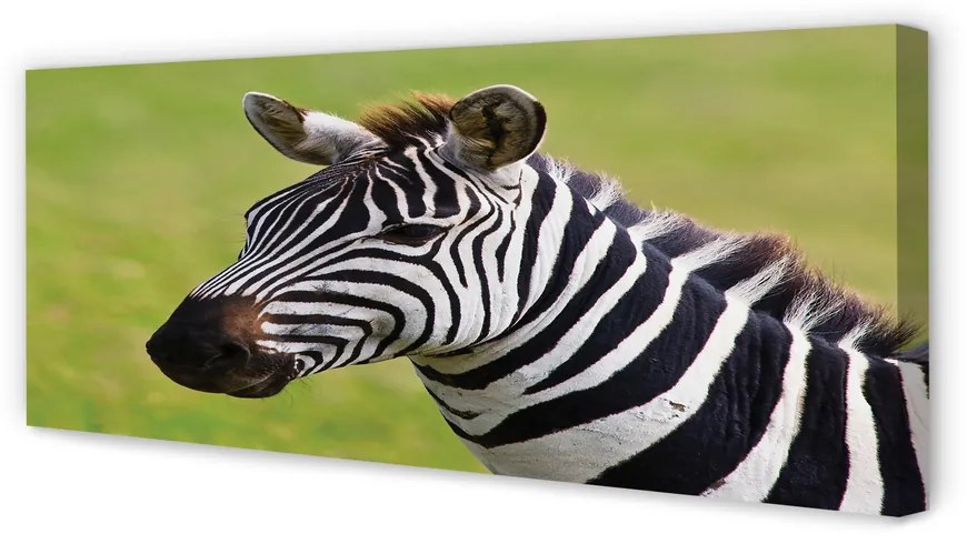 Obraz na płótnie Zebra