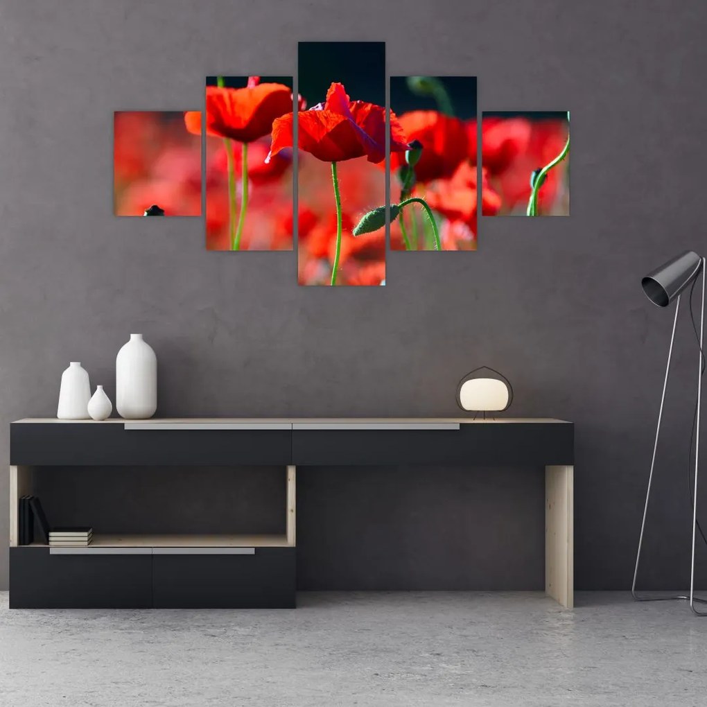 Obraz - maki (125x70 cm)