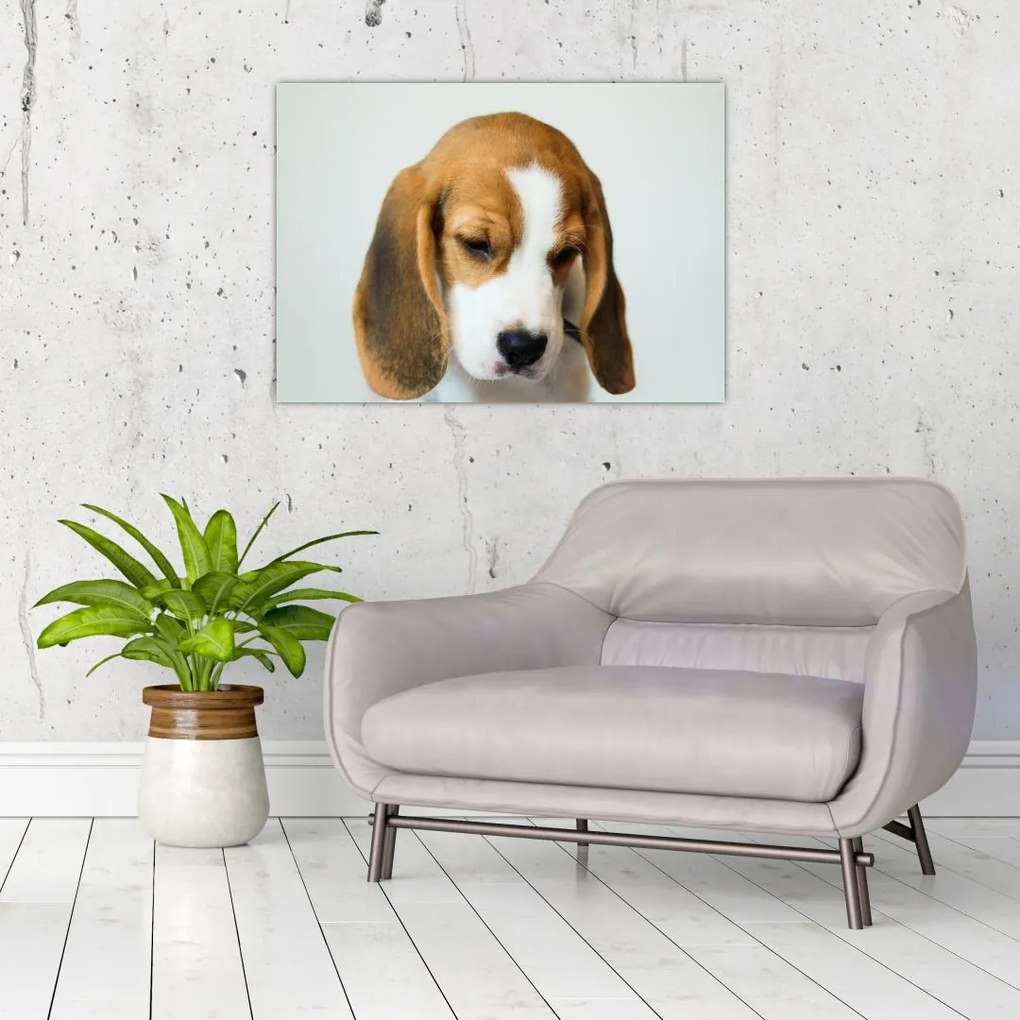 Obraz Beagle (70x50 cm)