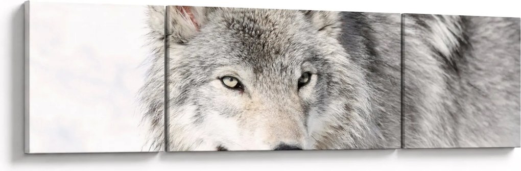 Obraz - Wilk w naturze (170x50 cm)