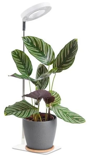 Ściemnialna lampa stołowa LED do uprawy roślin VERDI LED/5W/5V 1300K biała