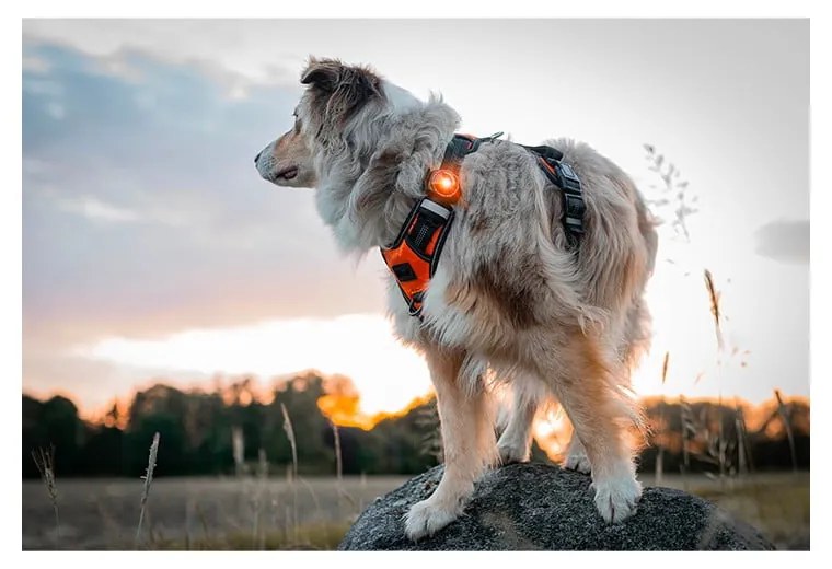 Lampka LED na obrożę Amber – Orbiloc