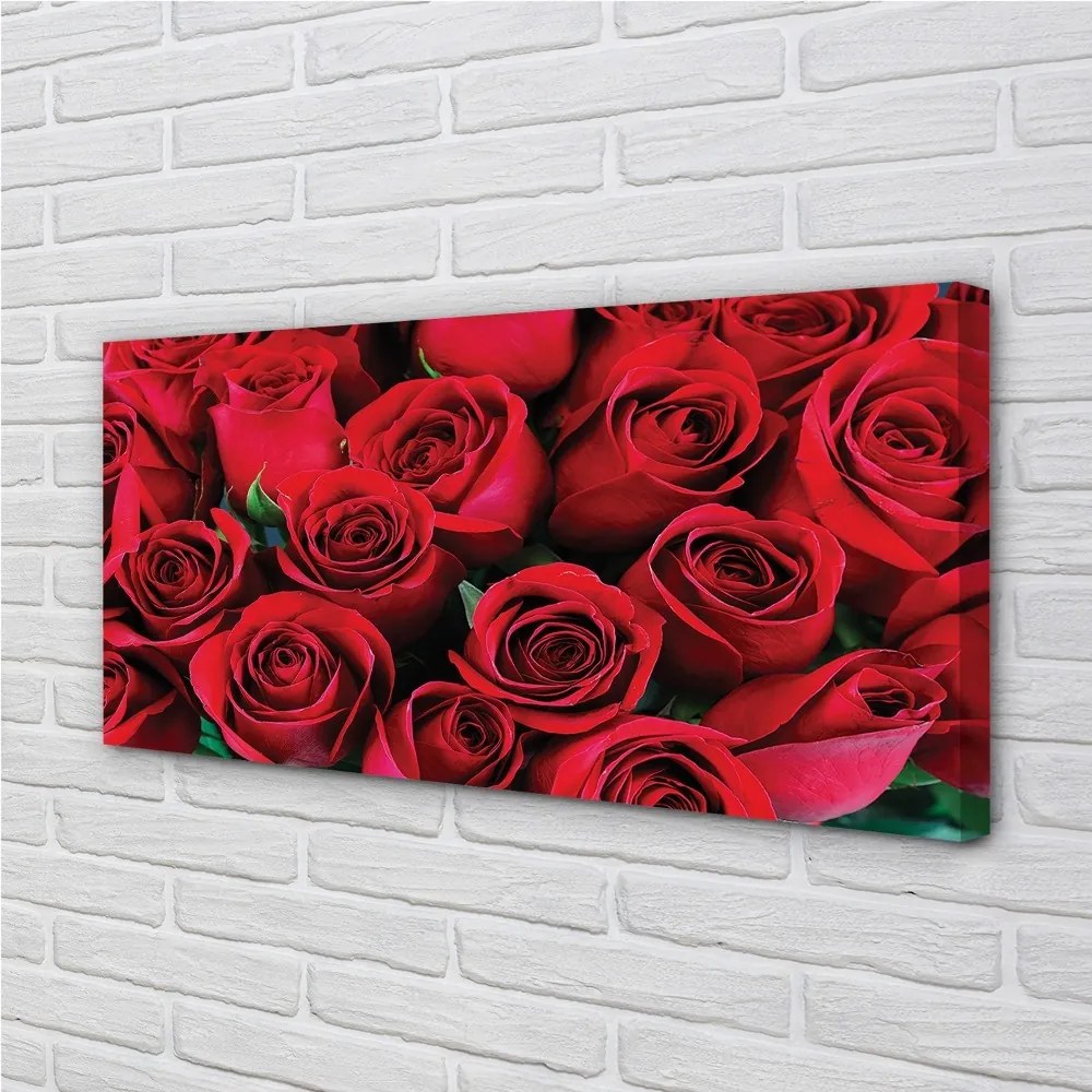 Duży obraz na płótnie Rozkwit Czerwonych Róż