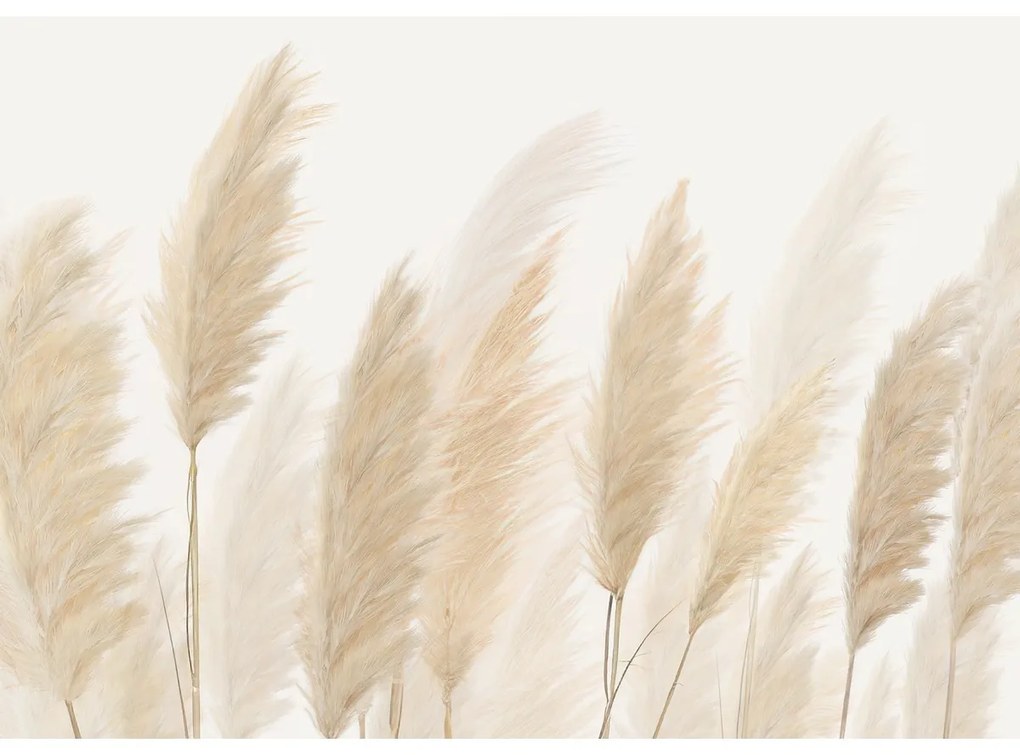 Fototapeta XXL Pampas 360 x 254 cm, 4 części