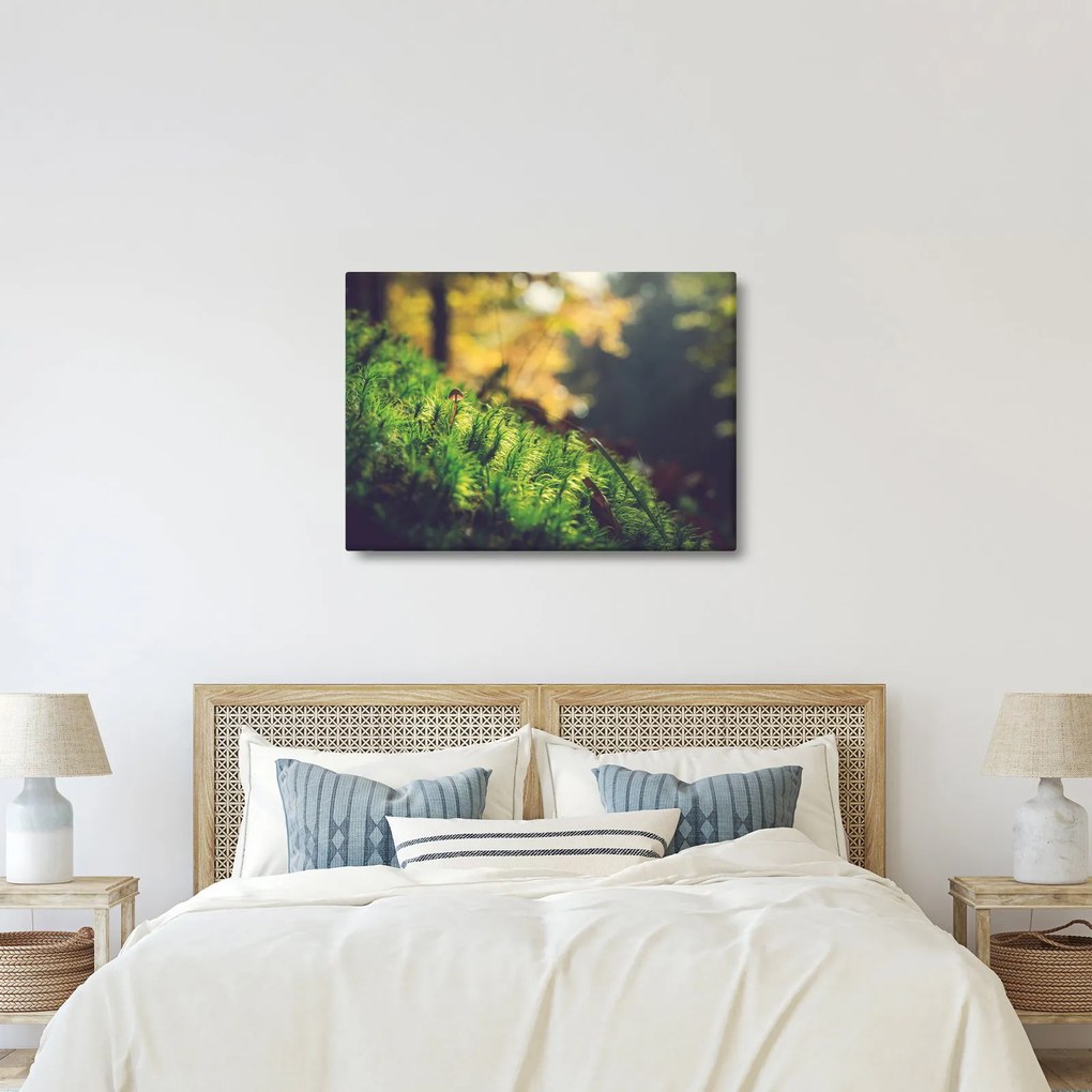 Obraz mchu z grzybem (70x50 cm)