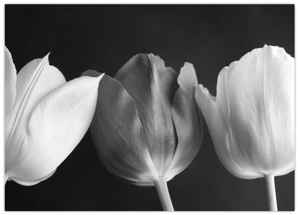 Obraz na szkle - Czarno - białe kwiaty tulipanów (70x50 cm)