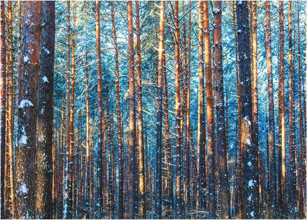 Obraz na szkle - Zimowy las (70x50 cm)