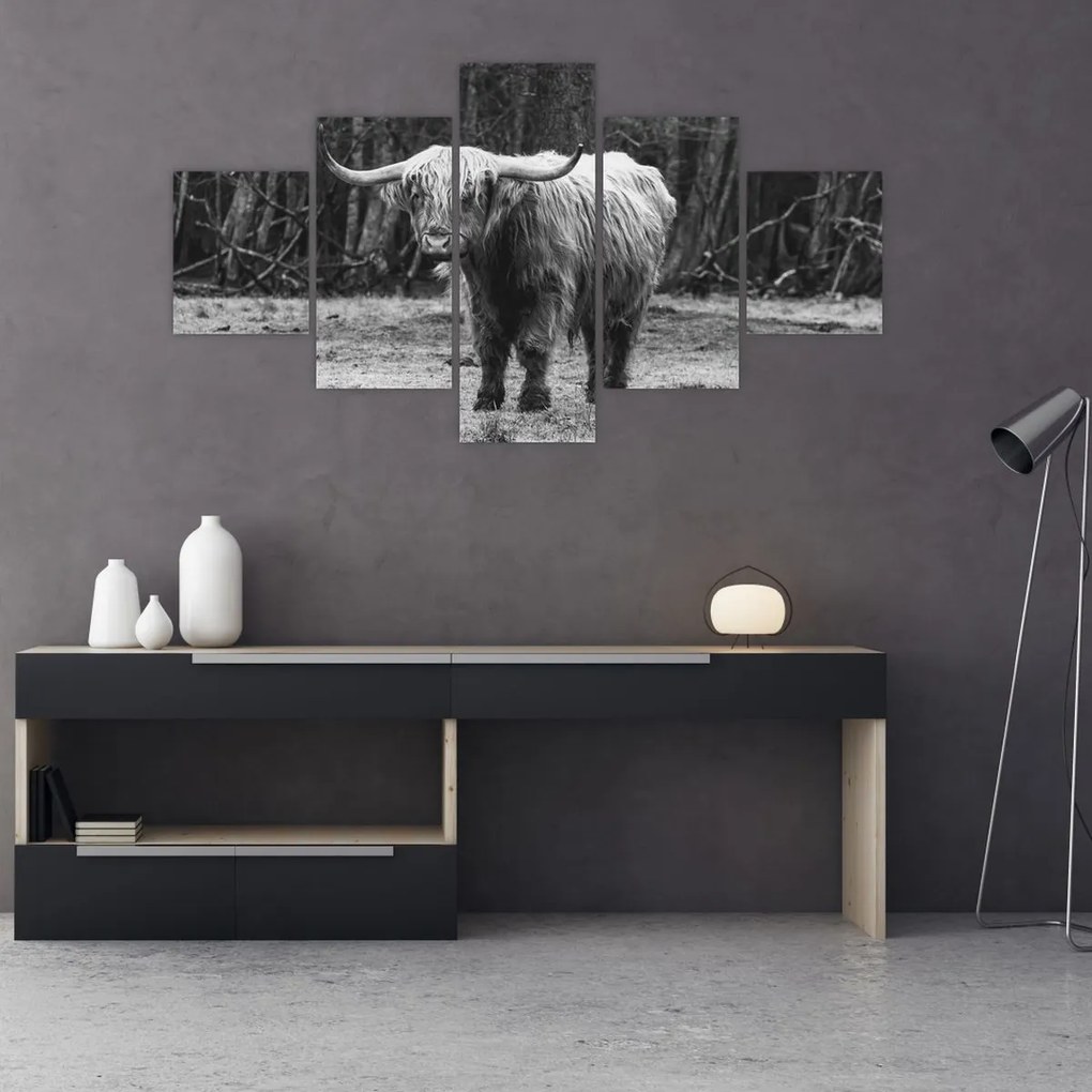 Obraz - Szkocka krowa 3, czarno - biały (125x70 cm)