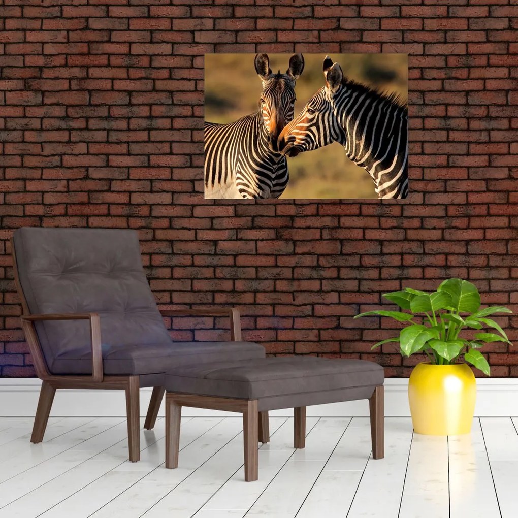 Obraz - Dwie zebry (70x50 cm)