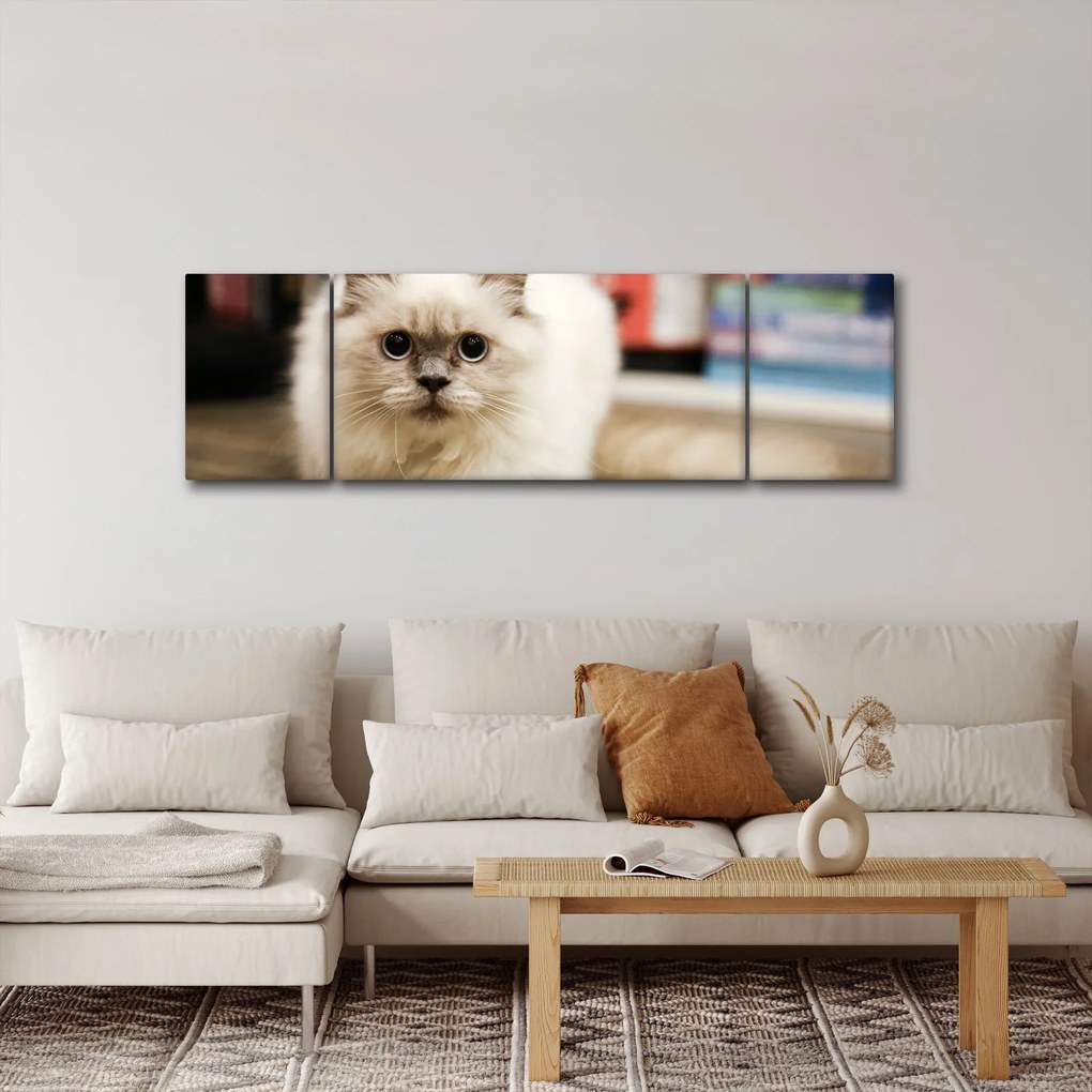 Obraz białego kota (170x50 cm)