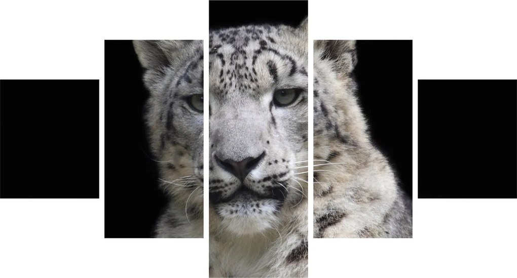Obraz - Snow Leopard (125x70 cm)