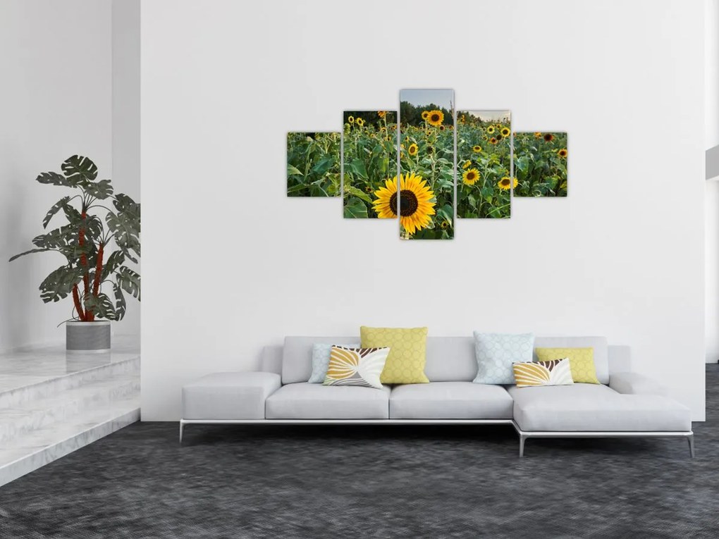 Obraz - Sunflower Field II. (125x70 cm)