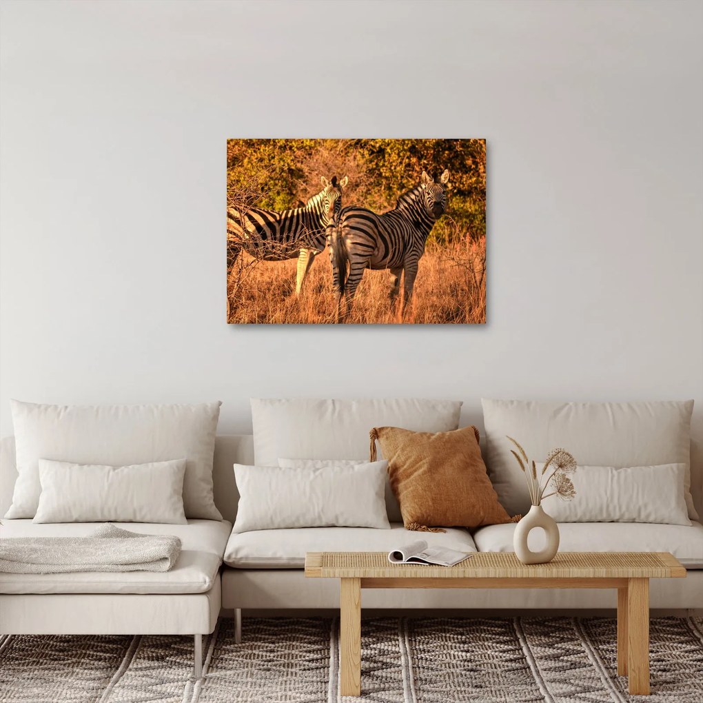 Obraz zebr (70x50 cm)