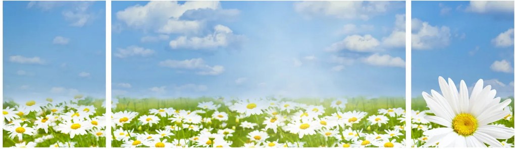 Obraz kwitnącej łąki ze stokrotkami (170x50 cm)