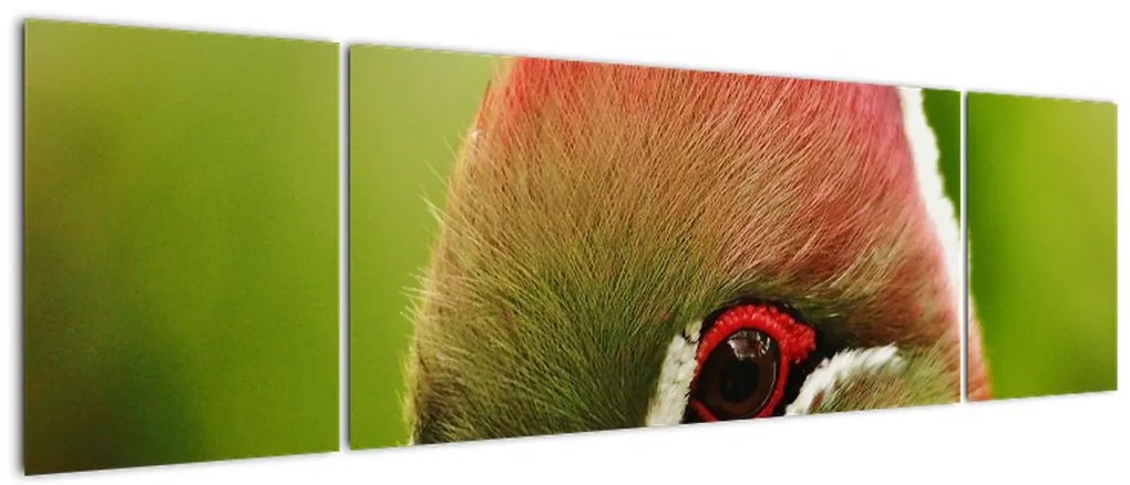 Obraz kolorowego ptaka (170x50 cm)