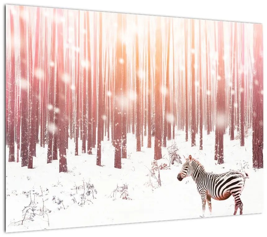 Obraz - Zebra w śnieżnym lesie (70x50 cm)