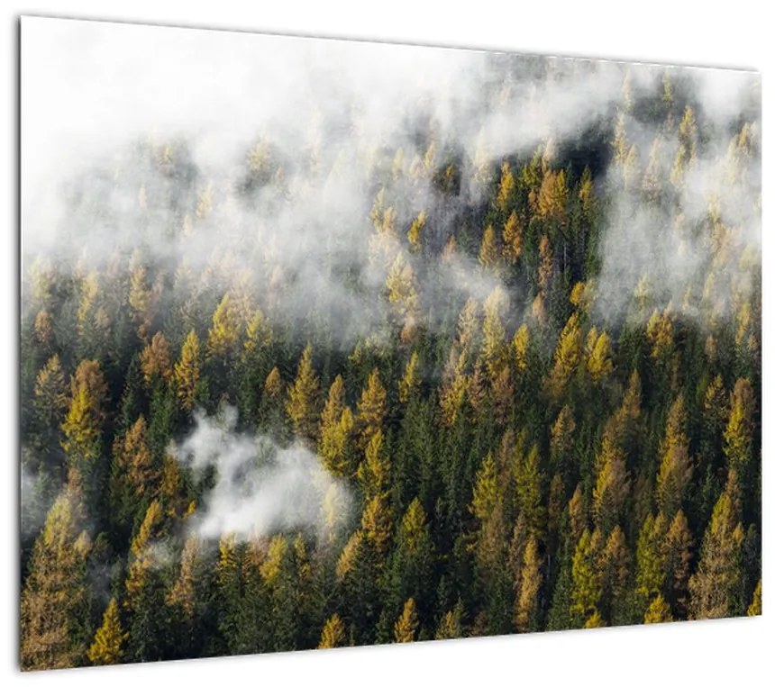 Obraz lasu w chmurach (70x50 cm)