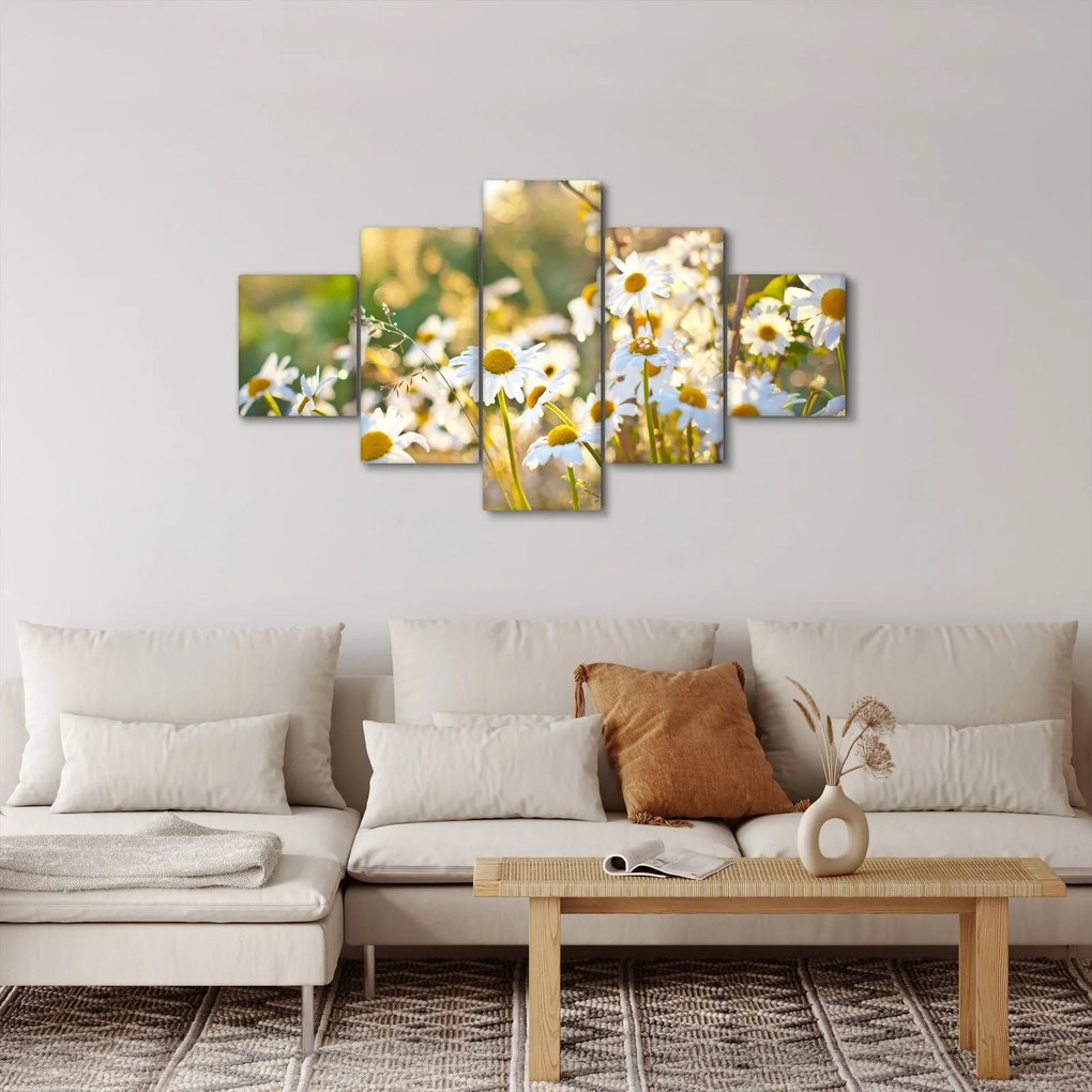 Obraz - Stokrotki (125x70 cm)