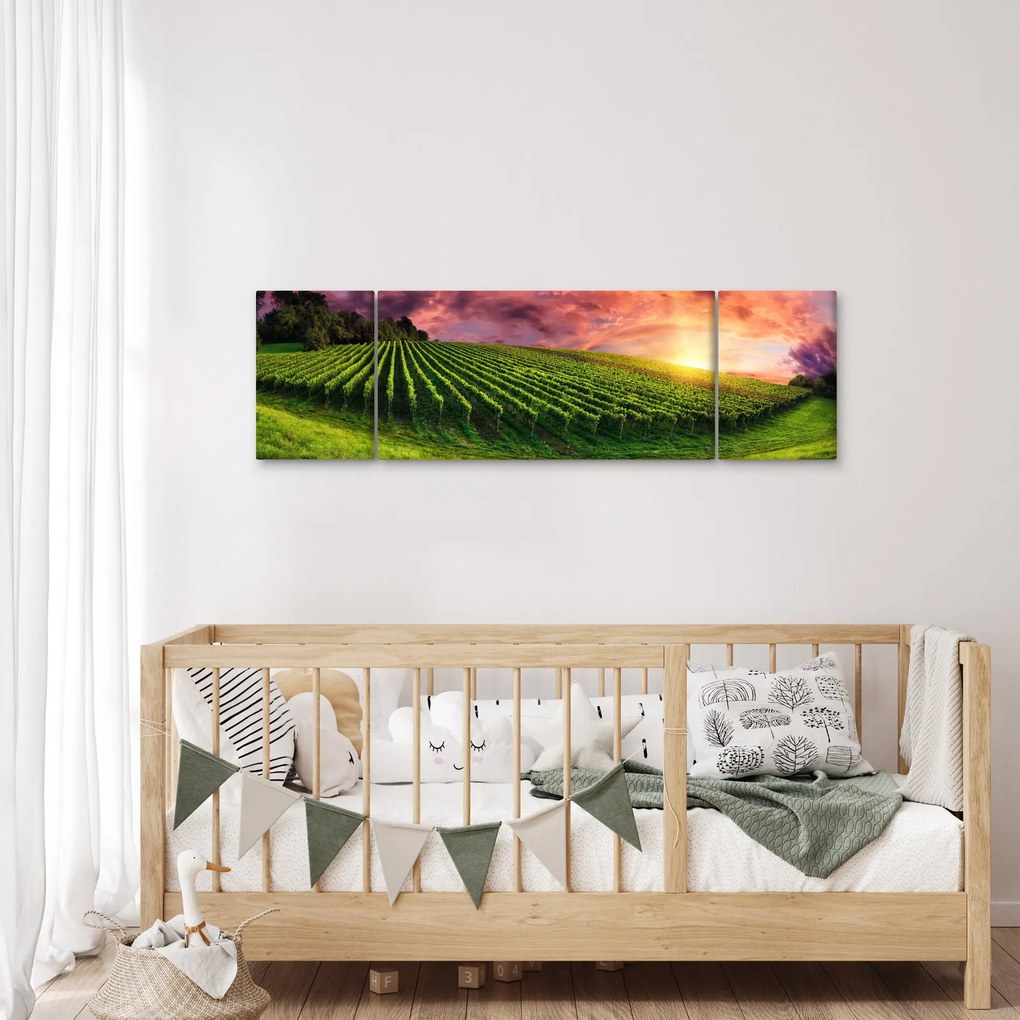 Obraz winnicy z kolorowym niebem (170x50 cm)